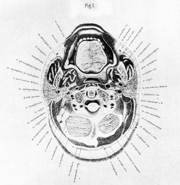 File:Braune 1877 plate 5 fig1.jpg