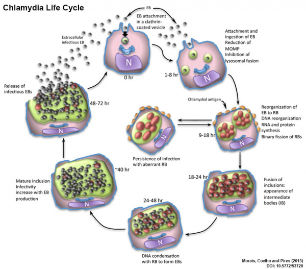 Abnormal Development - Bacterial Infection - Embryology