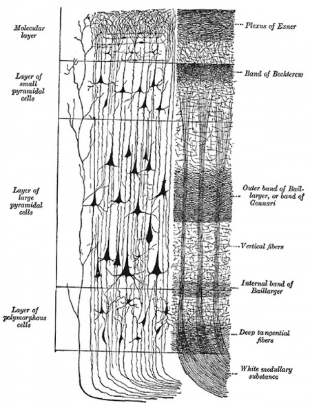 ANAT2241 Nervous Tissue - Embryology
