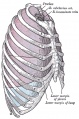 966 Lateral view of thorax, showing the relations of the pleuræ and lungs to the chest wall. Pleura in blue; lungs in purple.