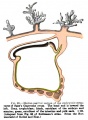 Fig. 20. Median Sagittal Section of the Glaevecke Embryo of Graf Spee
