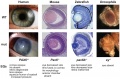 Pax6 eye phenotypes