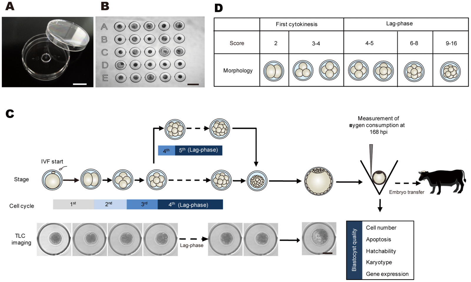 User:Z3418989 - Embryology