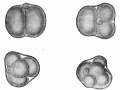 Fig. 54. Four stages in cleavage of the ovum of the mouse.