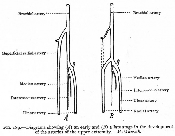 Image result for development of arteries in upper limb