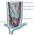 The thyroid gland and its relations