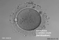 spermatozoa penetrates oocyte - fertilization