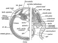 Fig. 65 Transverse Section showing the Elements of the 1st Lumbar Segment in the Adult