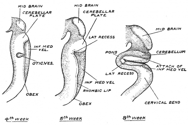 Fig. 84 Showing the origin of the Inferior Medullary Velum from the roof plate of the Hind-Brain.