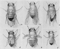 Fig. 7. Mutants of Drosophila melanogaster