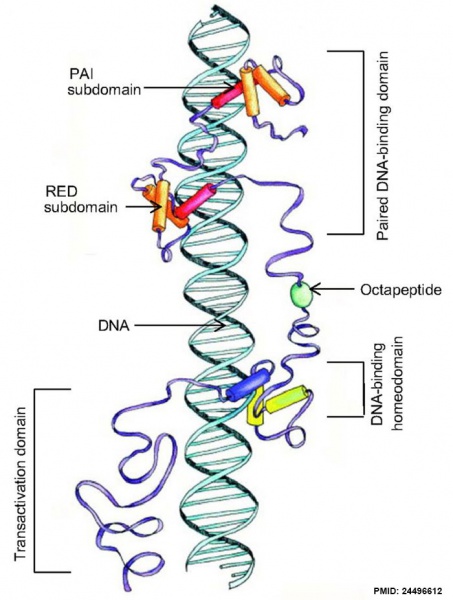 File:Pax and DNA interaction.jpg