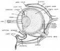 Schematic Diagram through Frog's Eye