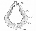 Fig. 423. Human embryo diencephalon 5 weeks