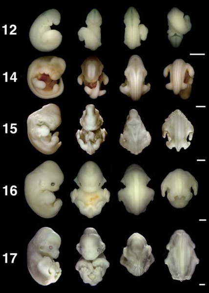 File:Bat embryo stage 12-17.jpg