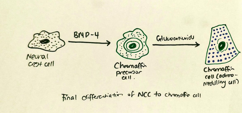 File:Differentiation of NCC.jpg