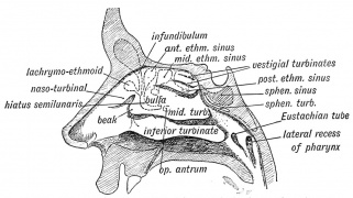 Fig. 19. Lateral Wall Nasal Cavity Air Sinus