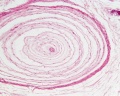 Unlabelled Pacinian corpuscle detail