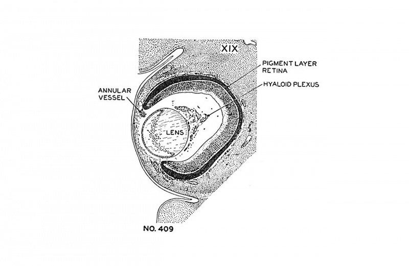 File:Streeter1957 fig06-19.jpg