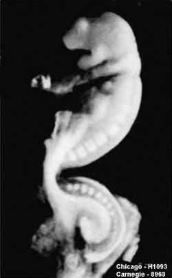 Wen1928-Fig01b.jpg