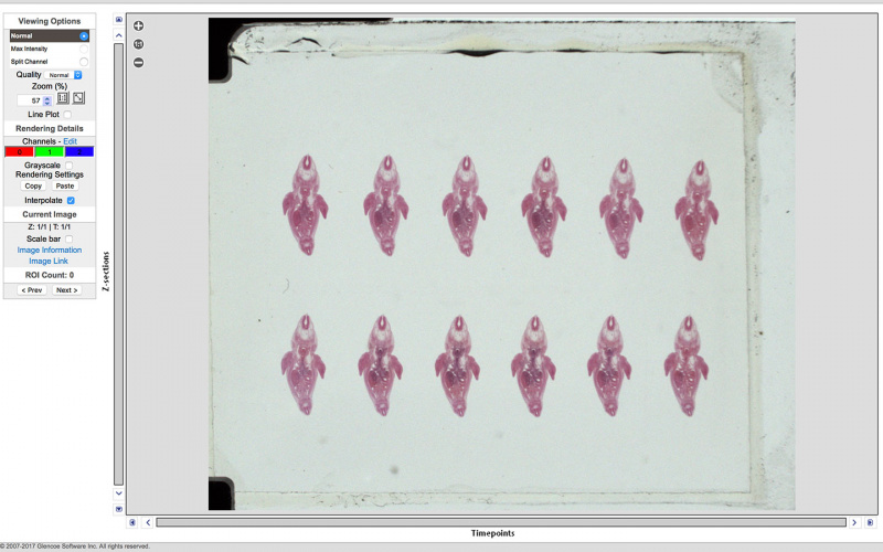 File:Embryo-1951-09-01-Slide-60 overview.jpg