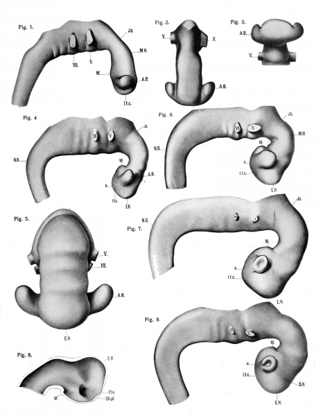 File:Hochstetter1919 plate01.jpg