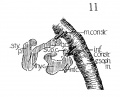Fig 11 Graphic reconstructions of pharyngeal constrictors in human Embryo no. 43 (16 mm.)