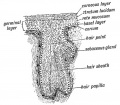 Fig. 55. Diagram of a Developing Hair.