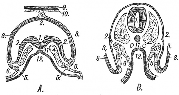 Fig. 21 Schematic Transverse Sections of two Human Embryos