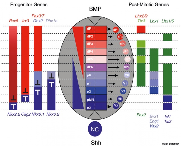 Neural tube dorsoventral patterning SHH BMP.jpg
