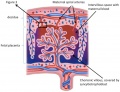 mature human placenta Z3418702 Figure relates to project topic contains reference, copyright and student template. This cartoon shows the structure of the placenta, but a research image showing hormone expression would have been closer to the project topic. You could have put additional information with the file related to hormonal function.