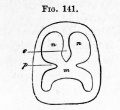 Fig. 141. Diagram shewing the division of the primitive buccal cavity into the respiratory section above and the true mouth below