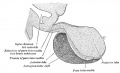 Gray Fig. 1181 Pituitary median sagittal hypophysis (adult monkey)