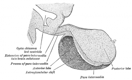 BGD Lecture - Endocrine Histology - Embryology
