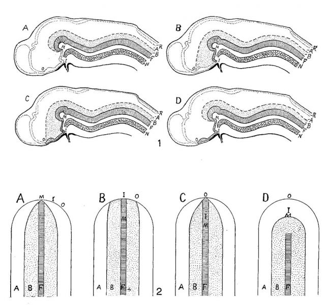 File:Kingsbury1922 fig01.jpg