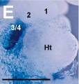 Pharyngeal arches one and two in mice embryo
