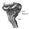 Human Fetal Hindbrain (3 months)