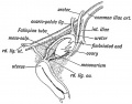 Fig. 61. Showing the position of the Ovary on the lateral wall of tho Pelvis and its relation to the Fallopian Tube.