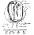 Fig. 19. Medullary folds and somites on the embryonic plate