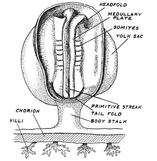 Fig. 19 The formation of the medullary folds and somites on the embryonic plate.