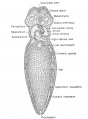 Frontal ( horizontal) section of the 7 mm frog larva at the level of the developing heart