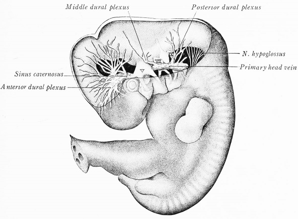Arey1924 fig196.jpg
