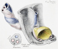 Fig. 20 Embryo 12.0 cm