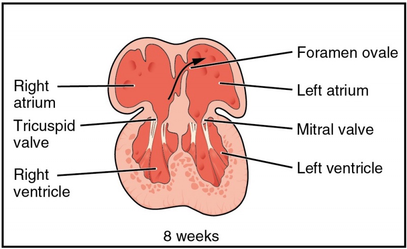 File:Early fetal valve development.jpg