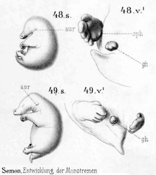 File:Echidna historic embryology 48-49.jpg