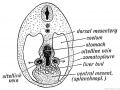 Fig 211. Diagrammatic section behind the Embryonic Heart to show the Part of the primitive Mesentery which forms the mesial Element of the Diaphragm.