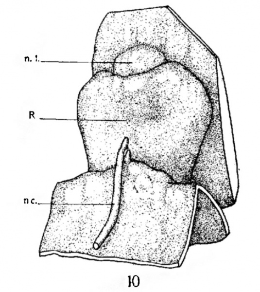 File:Atwell1918 fig10.jpg