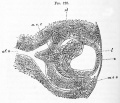 Fig. 128. Eye of a Rabbit Embryo 12 Days