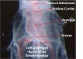 Heart Tube Segments
