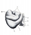 Fig. 373. human embryo 2.5 mm GL heart