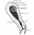 Fig. 24. Uterus showing the Embedded Ovum and the Decidua Three Parts